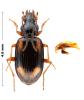 Bembidion bualei